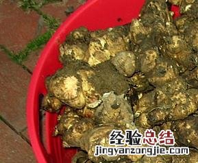 如何腌洋姜咸菜视频 如何腌洋姜