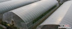 冬季暖棚种植什么更有效益 冬暖式大棚的作用