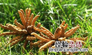 冬虫夏草的功效与作用及食用方法 简单又养生