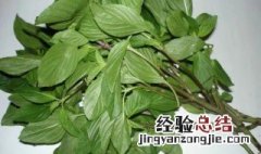 罗勒叶的功效与作用 罗勒叶的功效与作用介绍