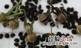 牵牛花籽的功效与作用 牵牛花籽的功效与作用有哪些