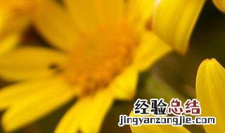 一扫光药膏的功效 中药一扫光的功效与作用