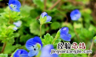 阿拉伯婆婆纳有什么功效 阿拉伯婆婆纳的功效与作用