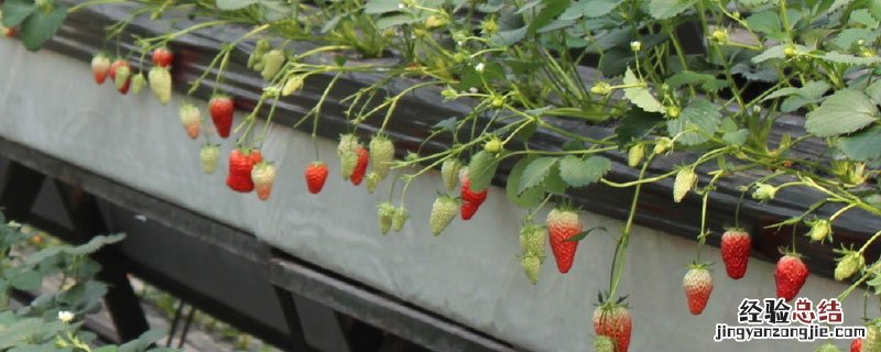 立体大棚多层种植草莓新技术 草莓大棚立体种植