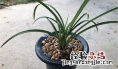 建兰老八种有哪些 老八种兰花是哪八种