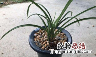 建兰老八种有哪些 老八种兰花是哪八种
