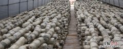 香菇大棚怎样建造 香菇温室大棚建造