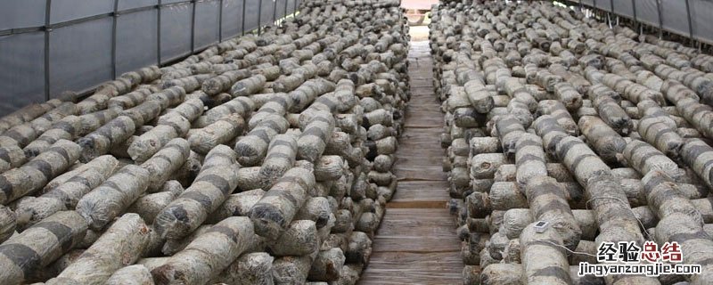 香菇大棚怎样建造 香菇温室大棚建造