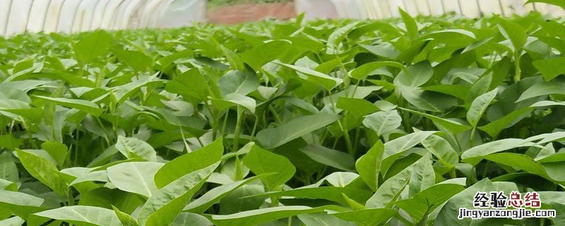 大棚种植空心菜的方法 大棚种植空心菜需注意什么