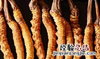 虫草的功效与作用 它的功效竟然这么多