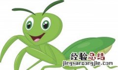 螳螂是益虫还是害虫 它竟然是益虫
