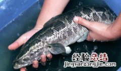 黑鱼对伤口愈合有好处吗 黑鱼对愈合伤口有用吗