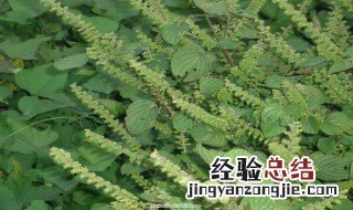 苏子叶的功效与作用及食用方法 苏子叶的功效与作用