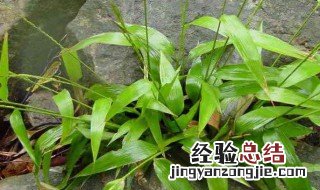 竹叶的功效与作用 竹叶的功效与作用的功能与主治与用量