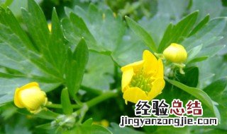 中药毛莨的功效与作用 中药毛莨的功效与作用图片