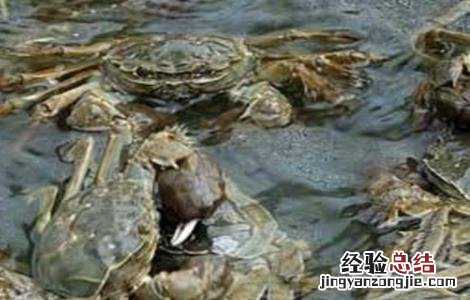 青蟹养殖注意事项视频 青蟹养殖注意事项