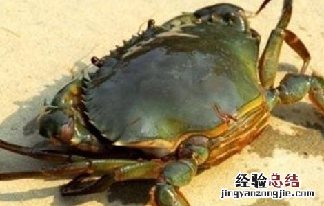 青蟹养殖注意事项视频 青蟹养殖注意事项
