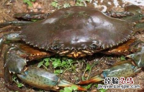 青蟹养殖注意事项视频 青蟹养殖注意事项