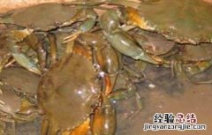 青蟹养殖注意事项视频 青蟹养殖注意事项