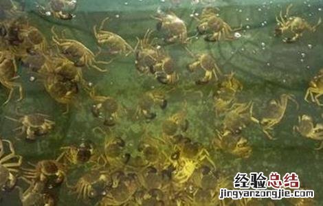 螃蟹养殖常犯的错误 螃蟹养殖问题