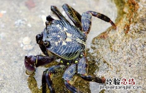 螃蟹养殖常犯的错误 螃蟹养殖问题