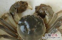 螃蟹养殖常犯的错误 螃蟹养殖问题