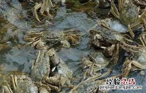 螃蟹养殖问题 螃蟹的养殖风险