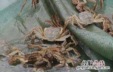 螃蟹养殖问题 螃蟹的养殖风险