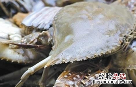 梭子蟹养殖注意事项 梭子蟹养殖注意事项有哪些
