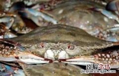 梭子蟹养殖注意事项 梭子蟹养殖注意事项有哪些