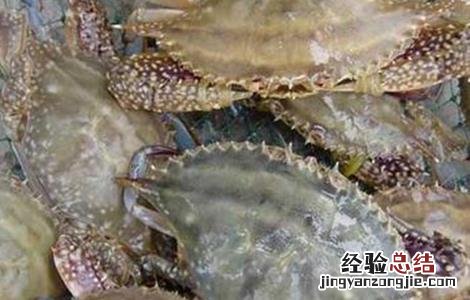 梭子蟹养殖注意事项 梭子蟹养殖注意事项有哪些