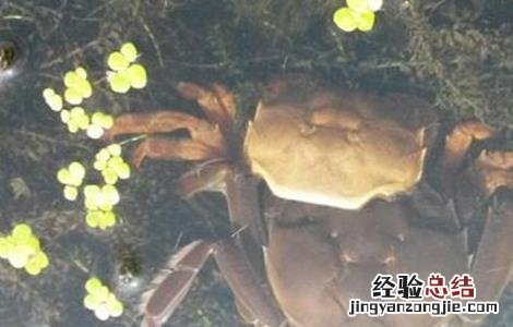 河蟹养殖条件气候 河蟹养殖条件