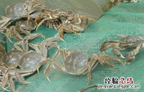 河蟹养殖条件气候 河蟹养殖条件
