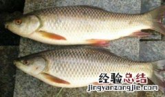 鲮鱼吃什么味的饵料 鲻鱼喜欢吃什么味饵料