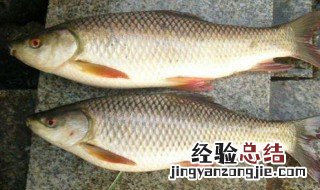 鲮鱼吃什么味的饵料 鲻鱼喜欢吃什么味饵料
