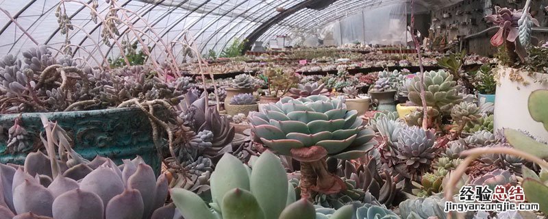 云南多肉大棚基地最多的地方在哪 云南多肉大棚基地主要集中在哪里