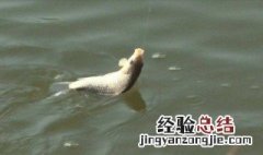 什么样的天气好钓草鱼 什么样的天气好钓草鱼呢