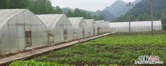 增加大棚二氧化碳浓度的具体措施 如何增加大棚二氧化碳浓度