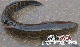 黑鱼去皮方法 黑鱼去皮步骤