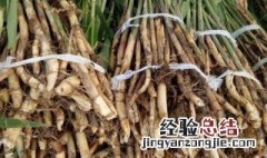 芦苇根能不能吃 芦苇根哪些人不能吃