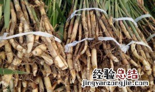芦苇根能不能吃 芦苇根哪些人不能吃