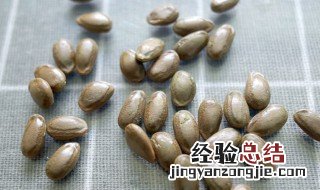 吊瓜子哪些人不宜吃 吊瓜子不适易哪些人吃