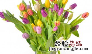 处女座的花是什么 处女代表的花是什么