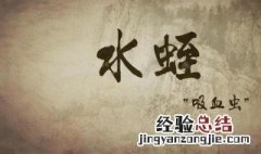 水蛭的功效与作用 你知道吗？