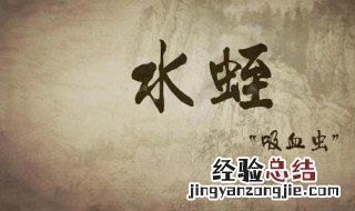 水蛭的功效与作用 你知道吗？
