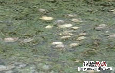螃蟹大量死亡怎么办 螃蟹突然死亡