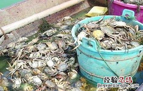 螃蟹大量死亡怎么办 螃蟹突然死亡