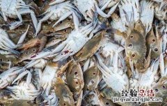 螃蟹大量死亡怎么办 螃蟹突然死亡