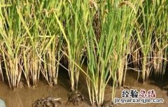稻田养蟹注意事项 养稻田蟹该注意什么