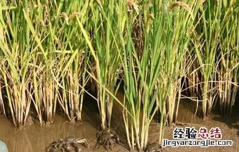 稻田养蟹注意事项 养稻田蟹该注意什么